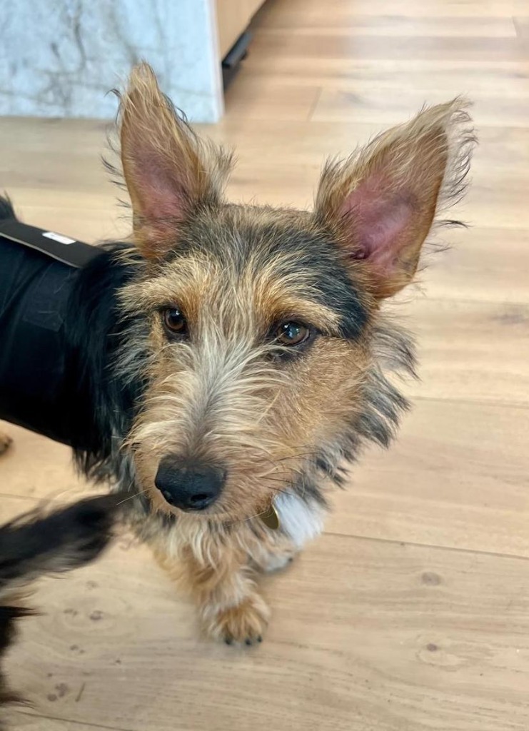 Jager, an adoptable Schnauzer, Yorkshire Terrier in San Juan de Abajo, NAY, 63732 | Photo Image 2