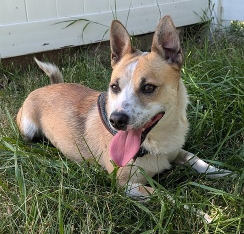 Tuts, an adoptable Corgi, Australian Cattle Dog / Blue Heeler in Logan, UT, 84323 | Photo Image 1