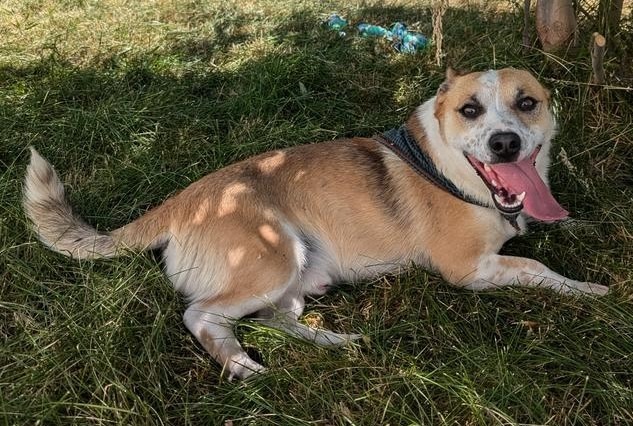 Tuts, an adoptable Corgi, Australian Cattle Dog / Blue Heeler in Logan, UT, 84323 | Photo Image 2