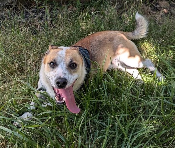 Tuts, an adoptable Corgi, Australian Cattle Dog / Blue Heeler in Logan, UT, 84323 | Photo Image 3