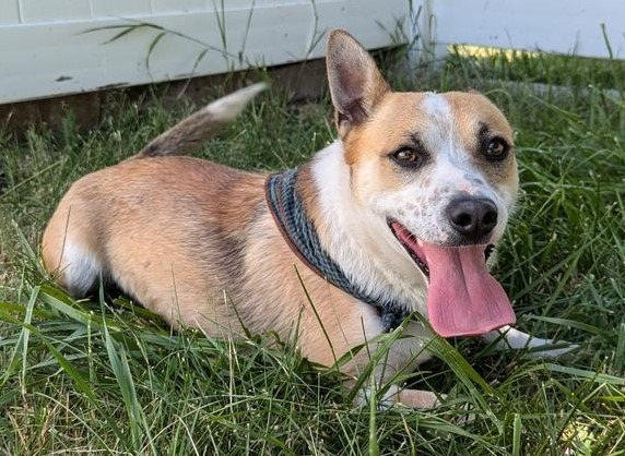 Tuts, an adoptable Corgi, Australian Cattle Dog / Blue Heeler in Logan, UT, 84323 | Photo Image 4