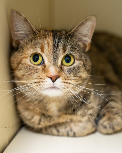 Mimi, an adoptable Domestic Short Hair in Pequot Lakes, MN, 56472 | Photo Image 1