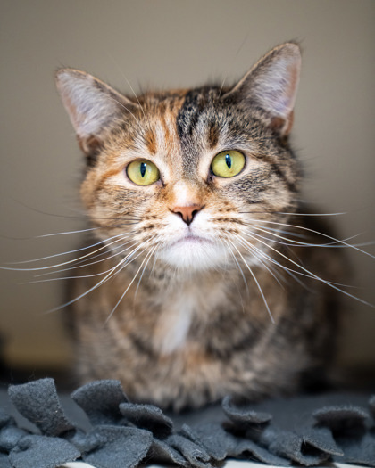 Mimi, an adoptable Domestic Short Hair in Pequot Lakes, MN, 56472 | Photo Image 3