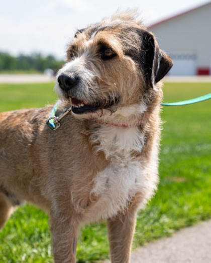 Benji (Doug), an adoptable Terrier, Mixed Breed in Pequot Lakes, MN, 56472 | Photo Image 1