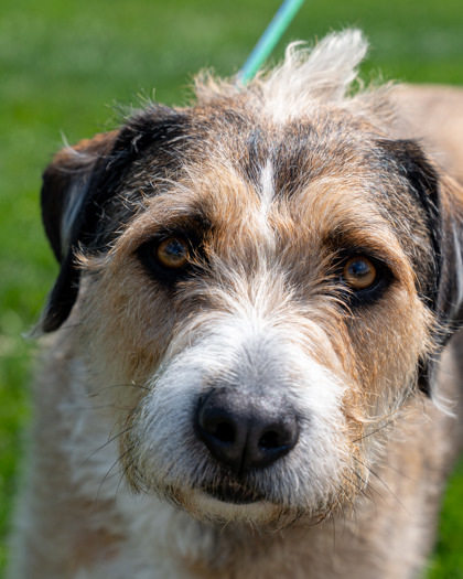 Benji (Doug), an adoptable Terrier, Mixed Breed in Pequot Lakes, MN, 56472 | Photo Image 3