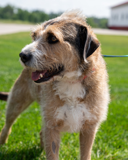 Benji (Doug), an adoptable Terrier, Mixed Breed in Pequot Lakes, MN, 56472 | Photo Image 4