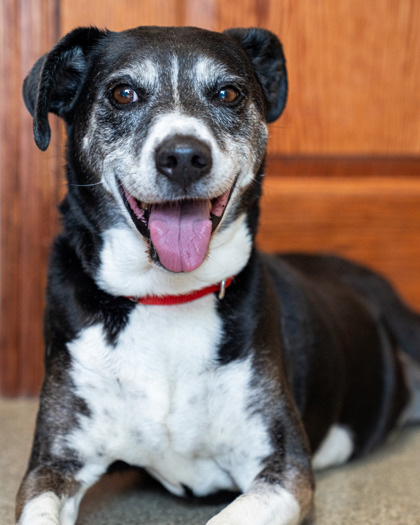 Daisy, an adoptable Mixed Breed in Pequot Lakes, MN, 56472 | Photo Image 1