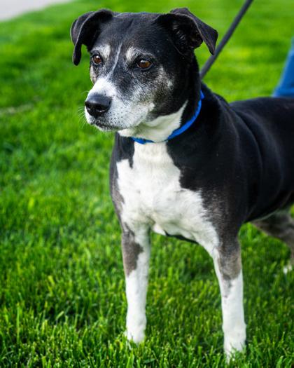 Daisy, an adoptable Mixed Breed in Pequot Lakes, MN, 56472 | Photo Image 4