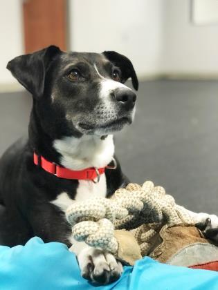 Daisy, an adoptable Mixed Breed in Pequot Lakes, MN, 56472 | Photo Image 5