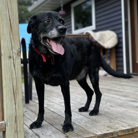 Kasey, an adoptable Black Labrador Retriever, Mixed Breed in Duluth, MN, 55803 | Photo Image 1