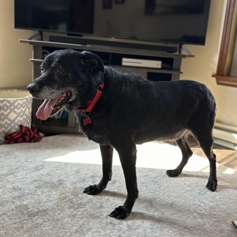 Kasey, an adoptable Black Labrador Retriever, Mixed Breed in Duluth, MN, 55803 | Photo Image 2