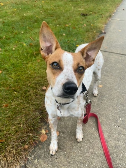 Lucy, an adoptable Australian Cattle Dog / Blue Heeler, Mixed Breed in West Allis, WI, 53214 | Photo Image 1