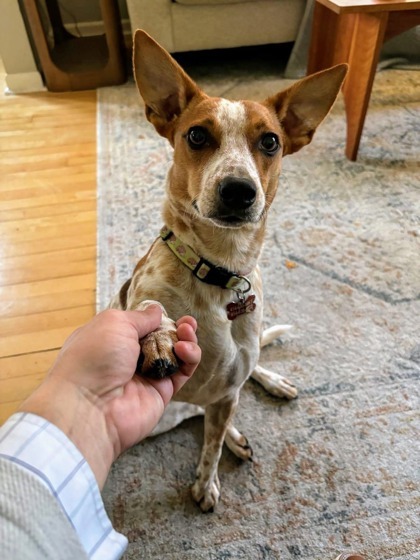 Lucy, an adoptable Australian Cattle Dog / Blue Heeler, Mixed Breed in West Allis, WI, 53214 | Photo Image 2