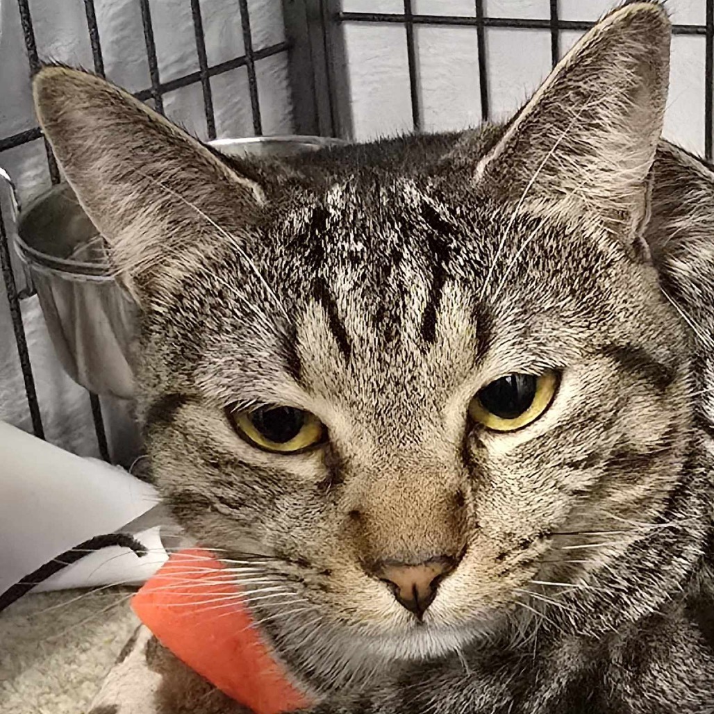 Soda Pop, an adoptable Domestic Short Hair in Sand Springs, OK, 74063 | Photo Image 1