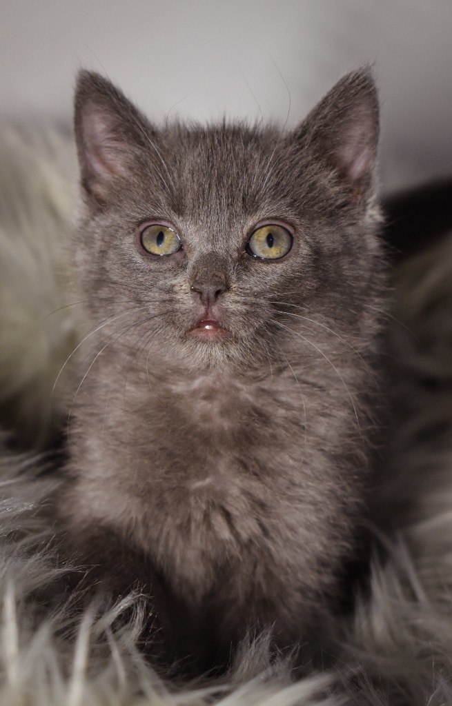 Blanche, an adoptable Domestic Short Hair in Rock Springs, WY, 82901 | Photo Image 1