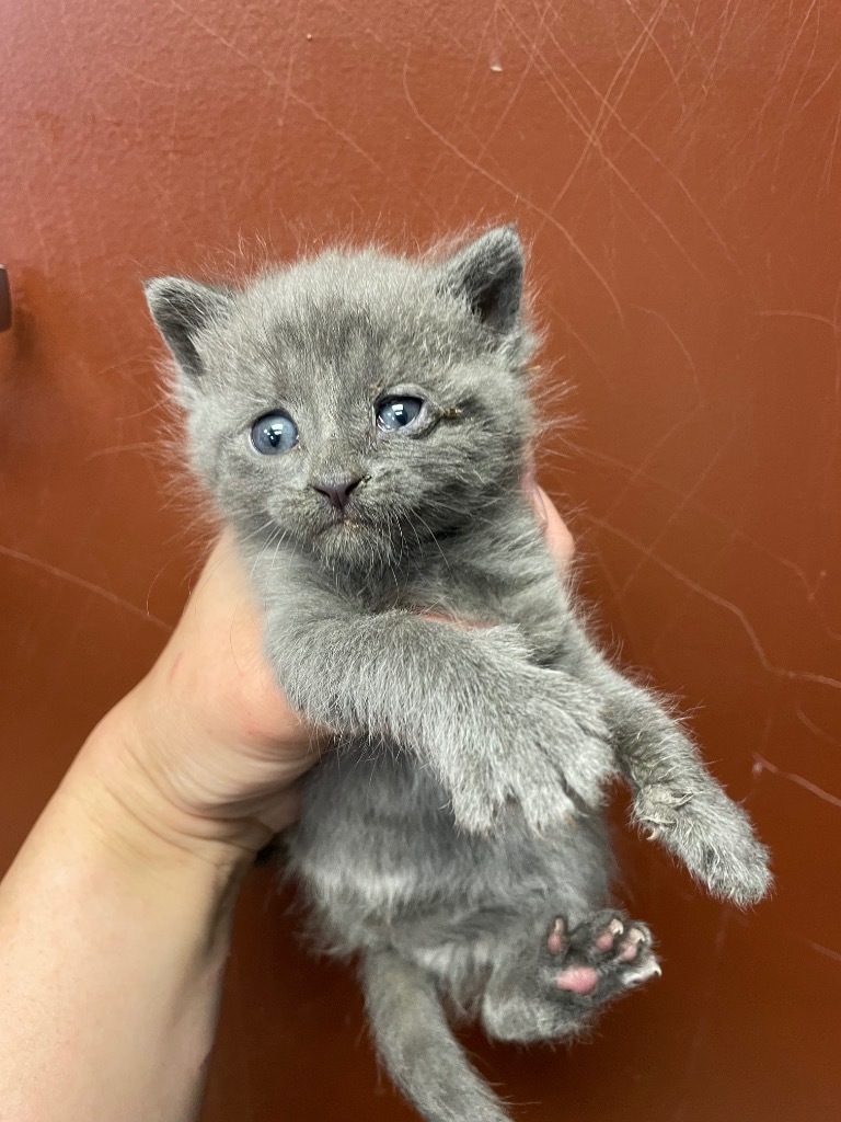 Blanche, an adoptable Domestic Short Hair in Rock Springs, WY, 82901 | Photo Image 2