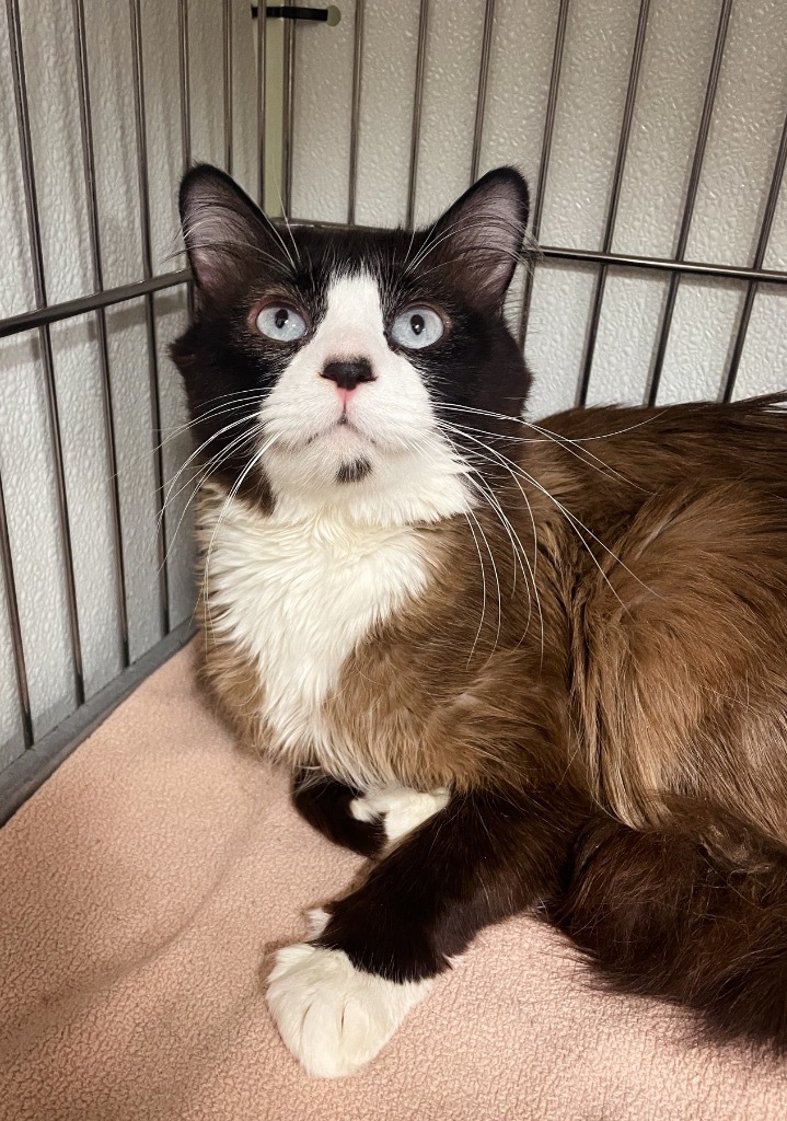 Officer Snow, an adoptable Snowshoe in Rock Springs, WY, 82901 | Photo Image 1