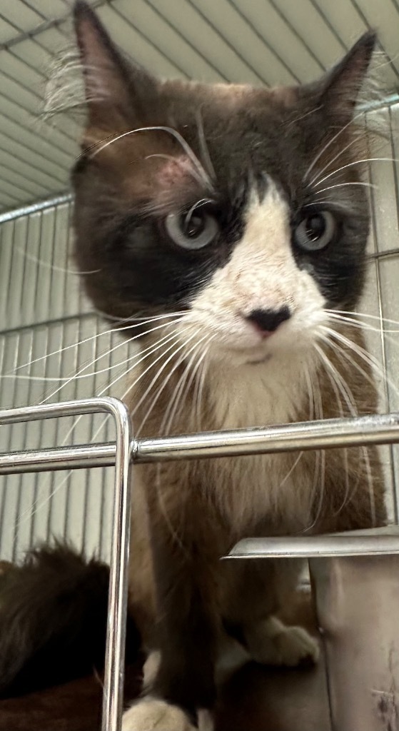 Officer Snow, an adoptable Snowshoe in Rock Springs, WY, 82901 | Photo Image 2