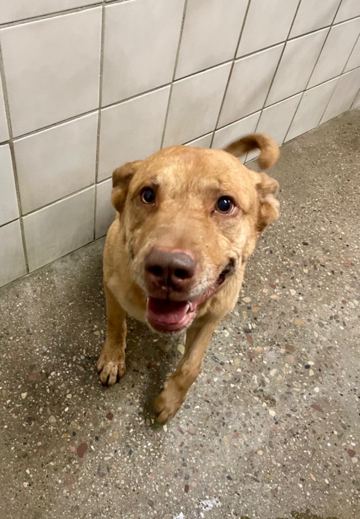 Frankie, an adoptable Labrador Retriever, Pit Bull Terrier in Rock Springs, WY, 82901 | Photo Image 2