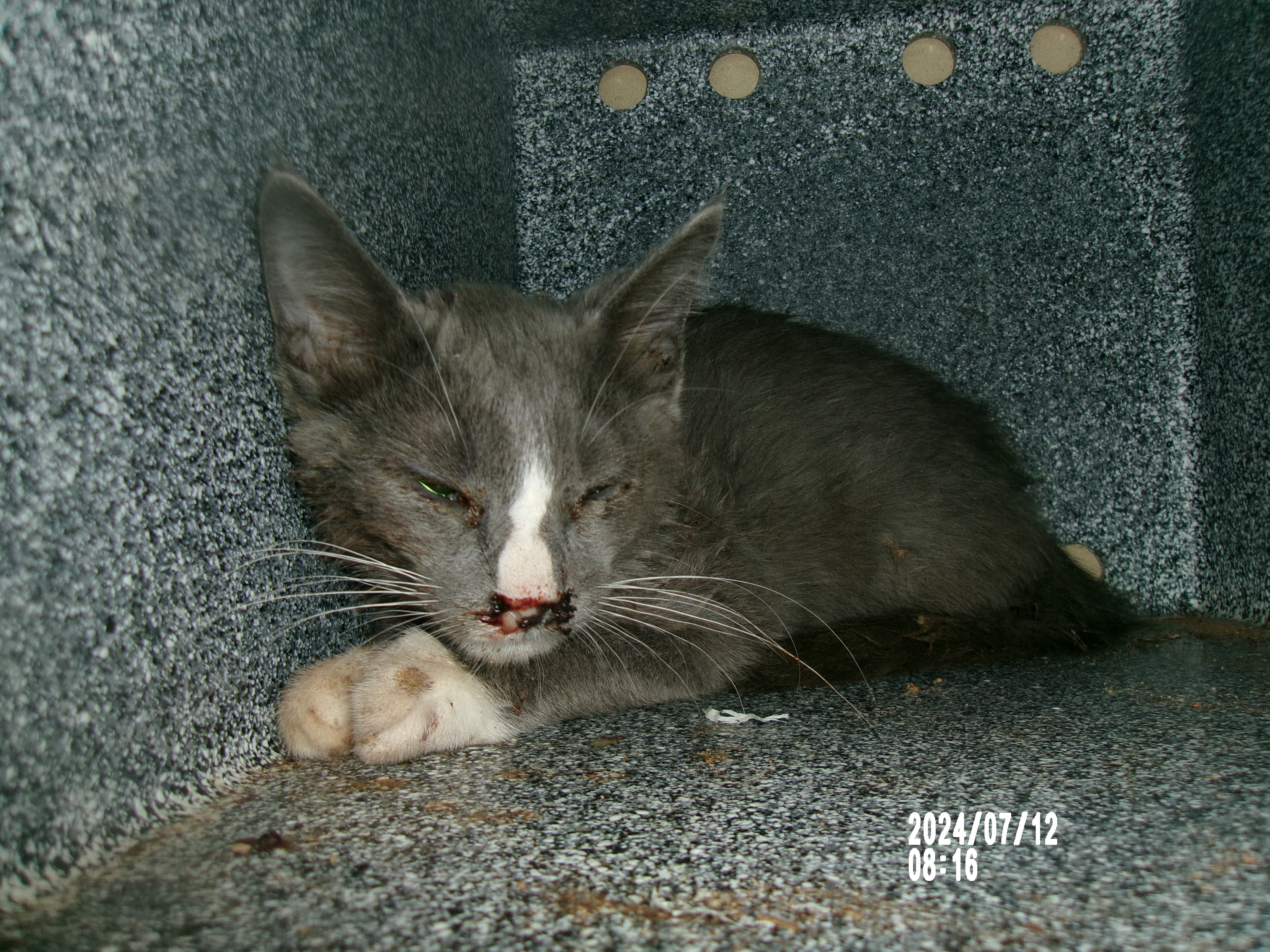 80961, an adoptable Domestic Short Hair in Clovis, NM, 88101 | Photo Image 1