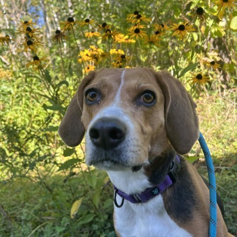 Koda, an adoptable Treeing Walker Coonhound in Thomaston, ME, 04861 | Photo Image 1