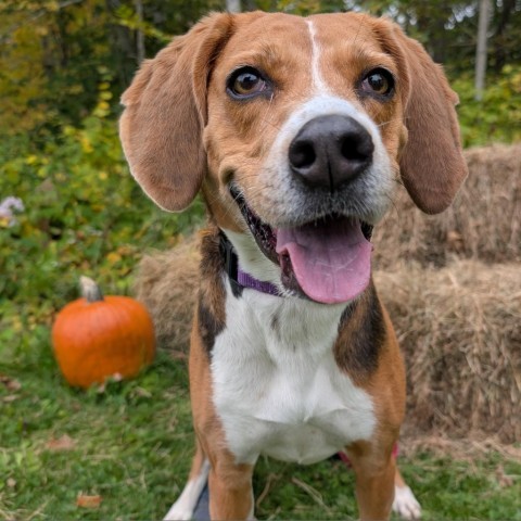 Koda, an adoptable Treeing Walker Coonhound in Thomaston, ME, 04861 | Photo Image 1