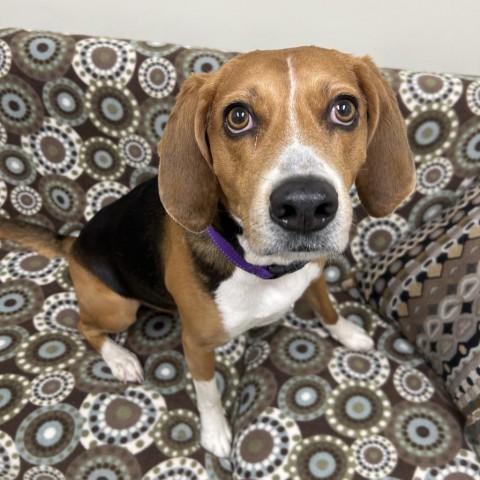 Koda, an adoptable Treeing Walker Coonhound in Thomaston, ME, 04861 | Photo Image 2