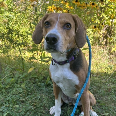 Koda, an adoptable Treeing Walker Coonhound in Thomaston, ME, 04861 | Photo Image 2