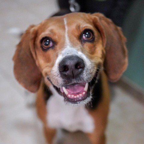 Koda, an adoptable Treeing Walker Coonhound in Thomaston, ME, 04861 | Photo Image 4