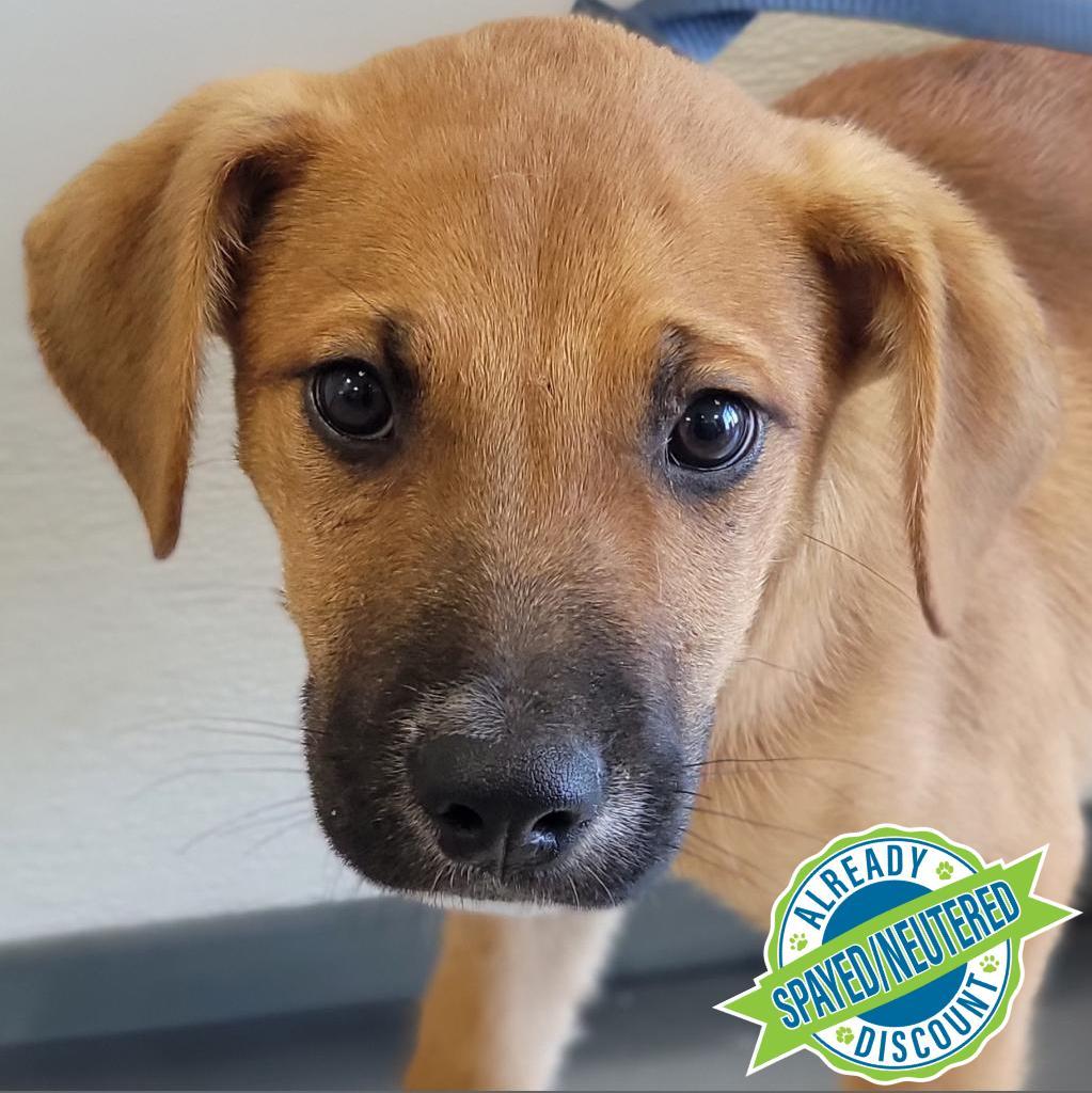 Crab Cake, an adoptable Mixed Breed in Las Cruces, NM, 88012 | Photo Image 2