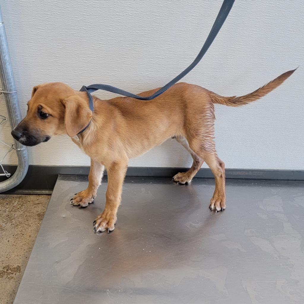 Crab Cake, an adoptable Mixed Breed in Las Cruces, NM, 88012 | Photo Image 3