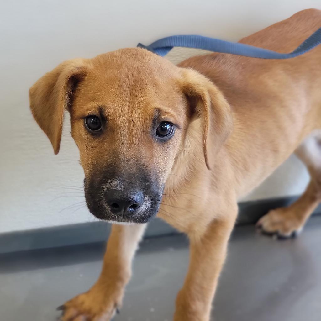 Crab Cake, an adoptable Mixed Breed in Las Cruces, NM, 88012 | Photo Image 4