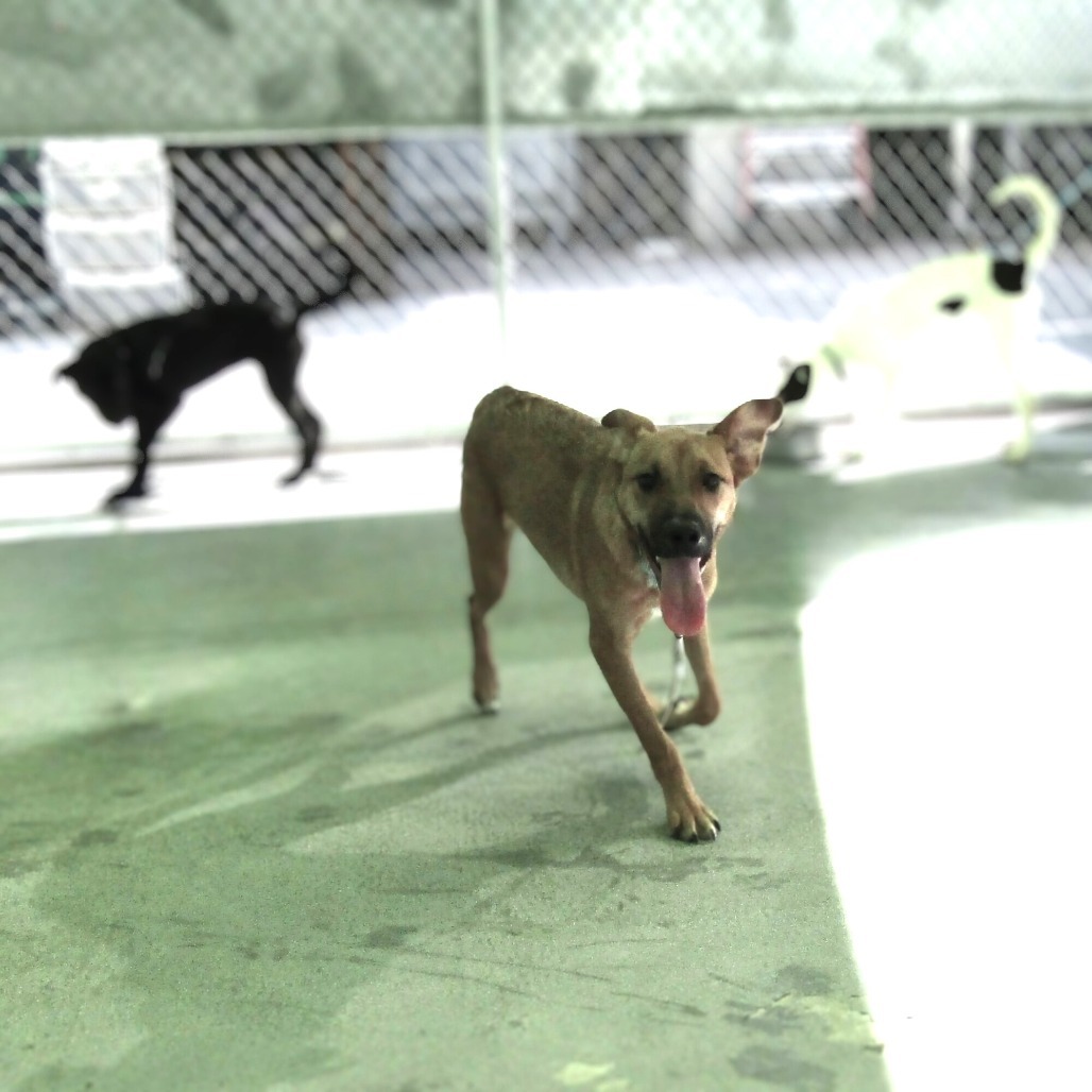 Crab Cake, an adoptable Mixed Breed in Las Cruces, NM, 88012 | Photo Image 6