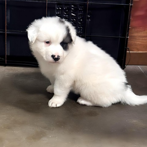 Oreo (tan collar) - pending adoption, an adoptable Mixed Breed in Bismarck, ND, 58507 | Photo Image 1