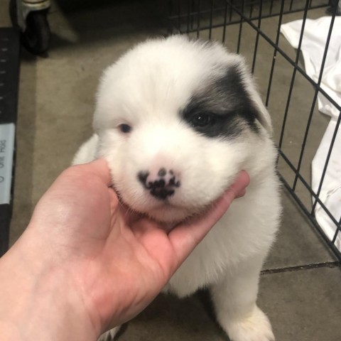 Oreo (tan collar) - pending adoption, an adoptable Mixed Breed in Bismarck, ND, 58507 | Photo Image 2