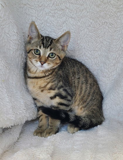 6295 (Tipsy), an adoptable Domestic Short Hair in Lake City, MI, 49651 | Photo Image 1