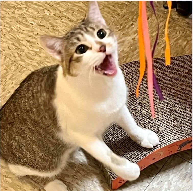 Fiona, an adoptable Tabby, Domestic Short Hair in O'Fallon, MO, 63366 | Photo Image 3