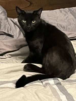 Comet, Adult Female Domestic Short Hair