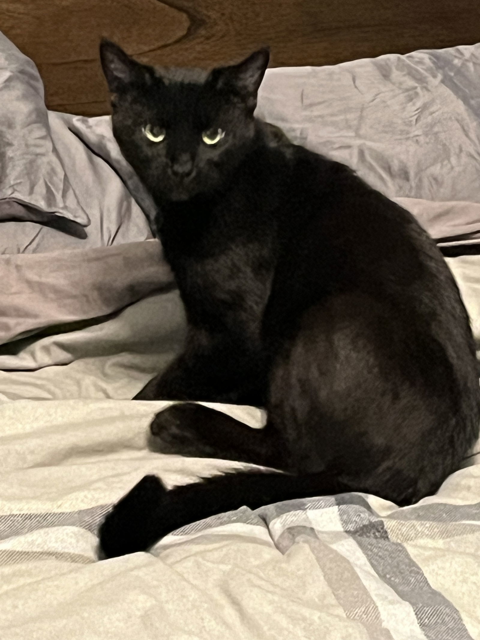 Comet, an adoptable Domestic Short Hair in O'Fallon, MO, 63366 | Photo Image 1