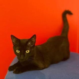 Stella, an adoptable Domestic Short Hair in O'Fallon, MO, 63366 | Photo Image 1