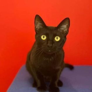 Stella, an adoptable Domestic Short Hair in O'Fallon, MO, 63366 | Photo Image 2