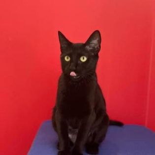 Stella, an adoptable Domestic Short Hair in O'Fallon, MO, 63366 | Photo Image 3