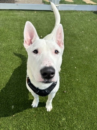Spuds Mackenzie 1