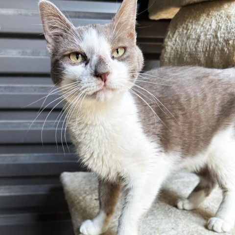 Slate, an adoptable Domestic Short Hair in Hailey, ID, 83333 | Photo Image 1