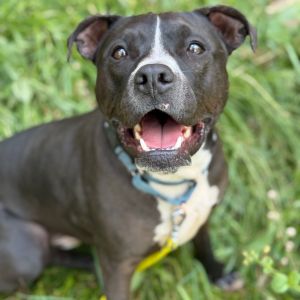 Blip, Adult Male Pit Bull Terrier
