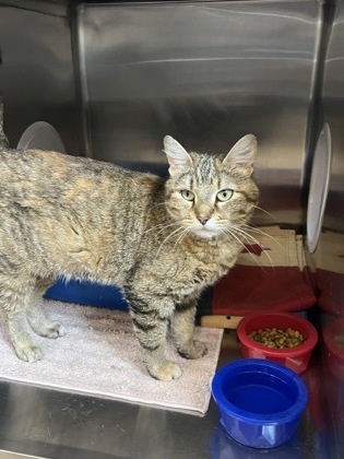 Lilly, an adoptable Domestic Short Hair in Fergus Falls, MN, 56537 | Photo Image 1