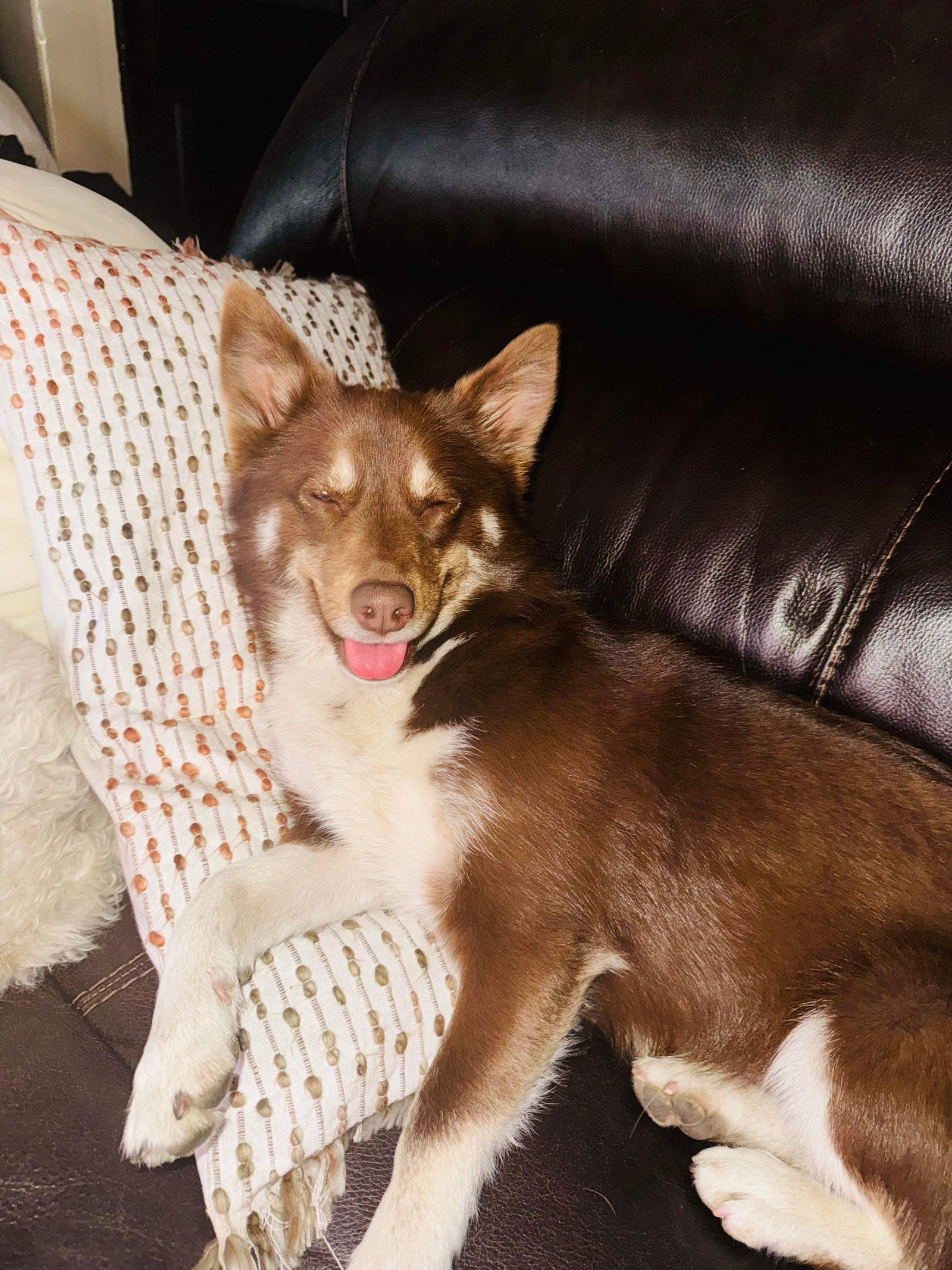 Autumn, an adoptable Siberian Husky in Cedar Crest, NM, 87008 | Photo Image 1