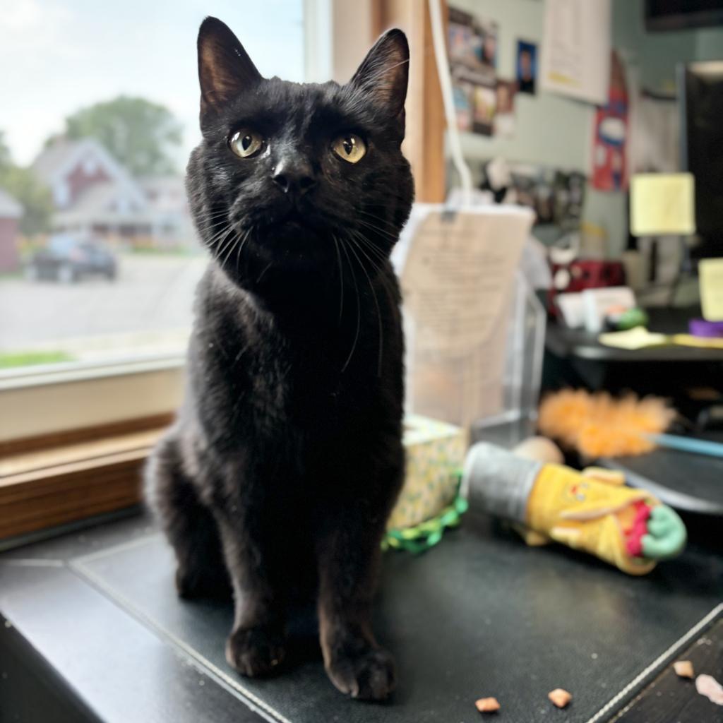 Merle--In Foster, an adoptable Domestic Short Hair in Fargo, ND, 58102 | Photo Image 1