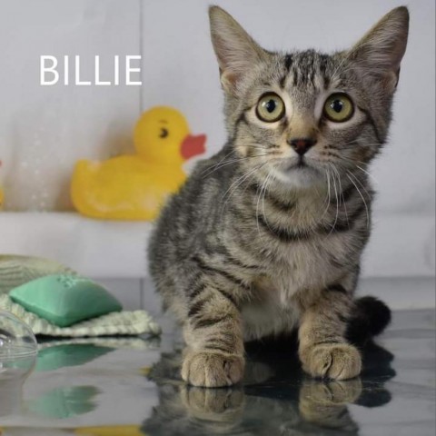 Billie, an adoptable Domestic Short Hair in Yuma, AZ, 85365 | Photo Image 1