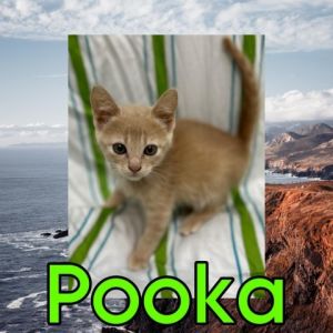 Cat for adoption - Pooka, a Domestic Short Hair in Royse City, TX ...